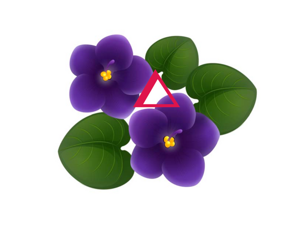 african violet flower delta sigma theta